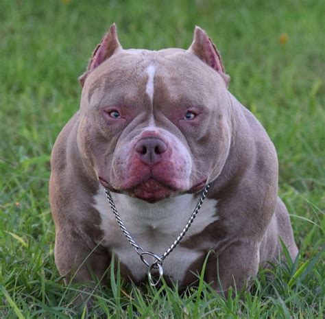 pictures of bullies dogs